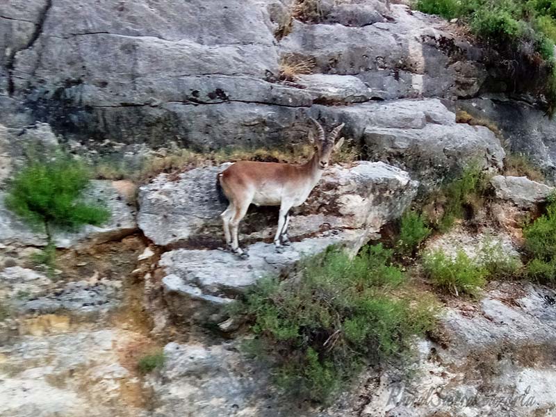 Parque Natural Sierras de Cazorla, Segura y Las Villas Parque Natural Sierras de Cazorla, Segura y Las Villas