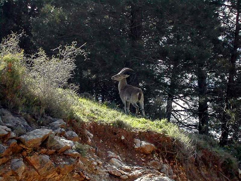 Parque Natural Sierras de Cazorla, Segura y Las Villas Parque Natural Sierras de Cazorla, Segura y Las Villas