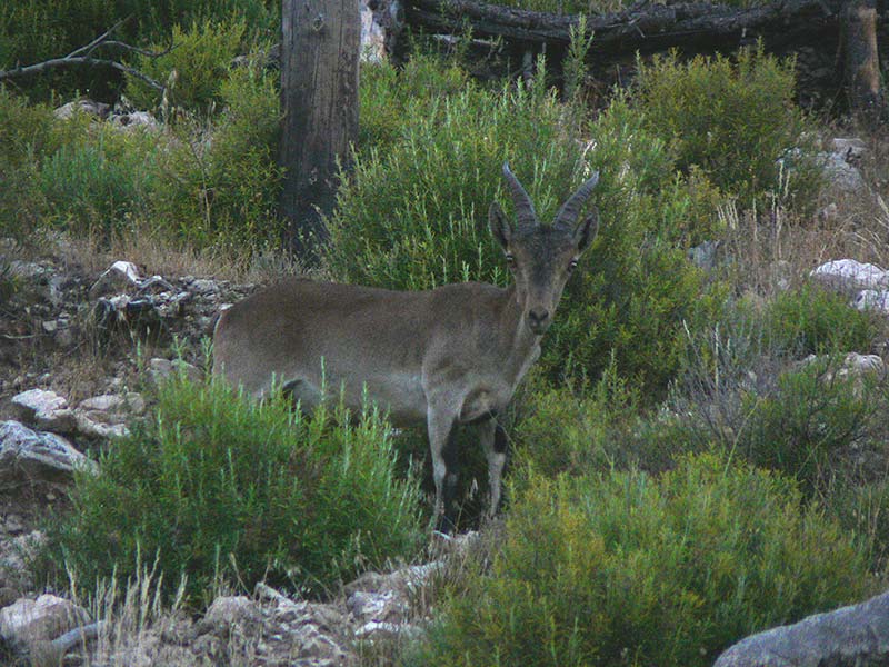Parque Natural Sierras de Cazorla, Segura y Las Villas Parque Natural Sierras de Cazorla, Segura y Las Villas